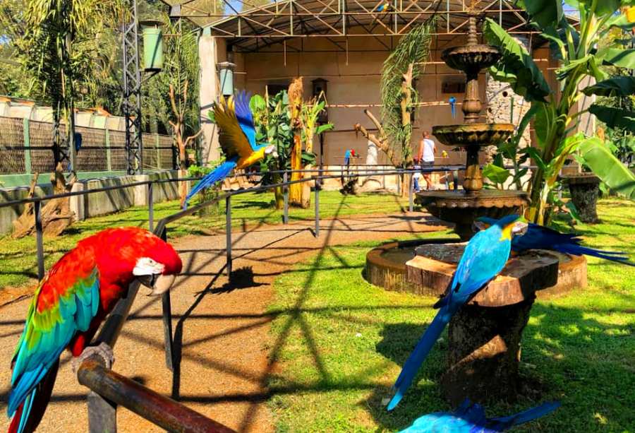 Zoo das Aves abre inscrições para estágio - Notícias de Poços de Caldas e região | PocosCom
