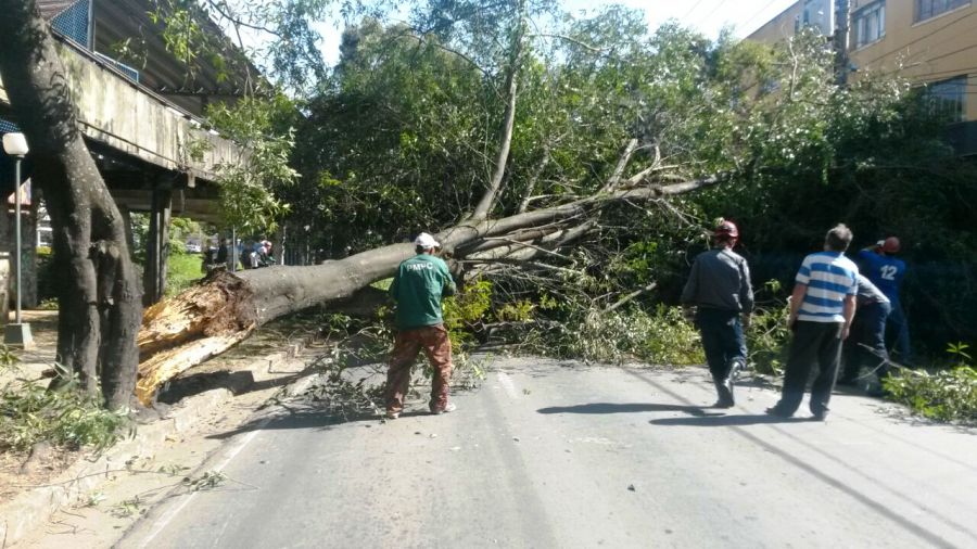 Homens da Secretaria de Serviços Públicos fizeram a remoção da árvore