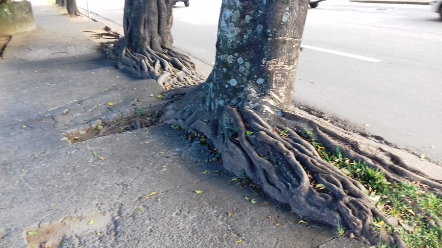 Sem ter para onde ir, raízes ficam expostas e aumentam o risco de acidente