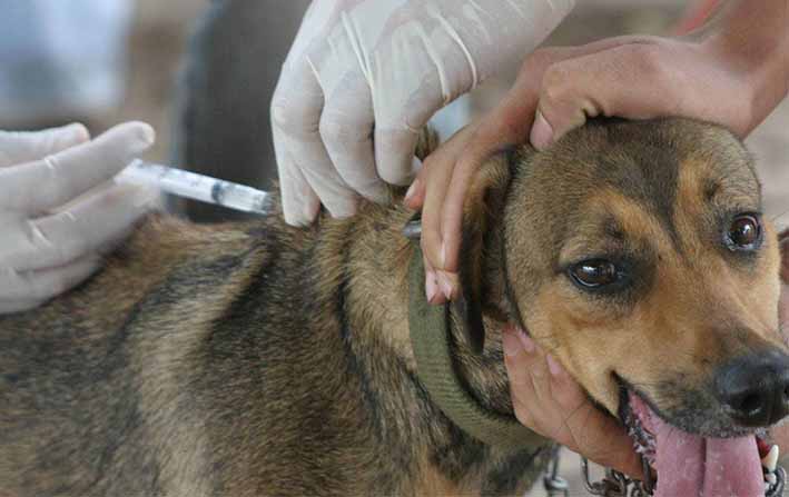 Donos de cães e gatos devem ficar atentos quanto o dia de vacinação no bairro