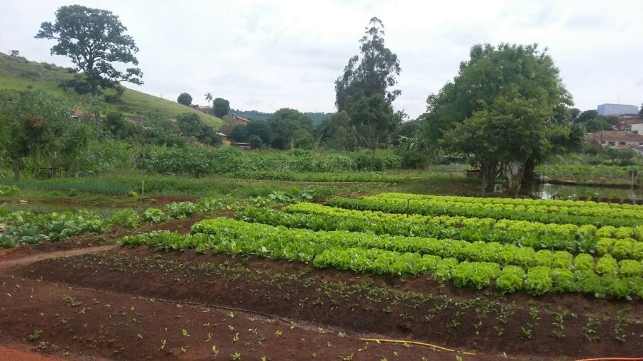 Hortaliças são cultivadas em uma área de 1.000 m2