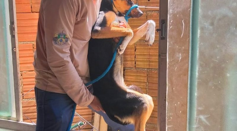 cadela abandonada é resgatada pela Polícia Civil