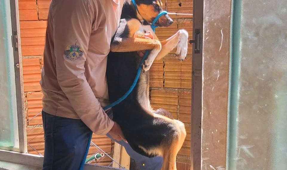 cadela abandonada é resgatada pela Polícia Civil