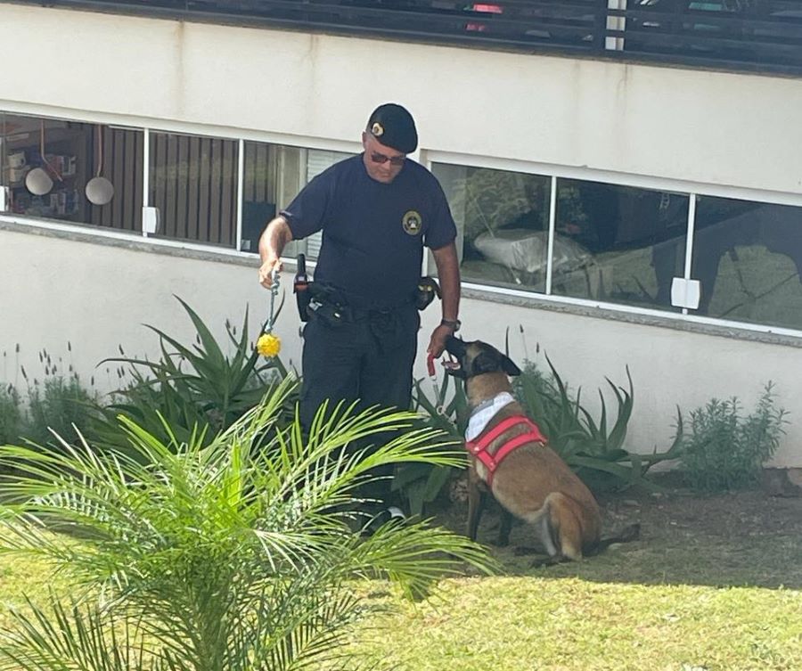 cão de faro da guarda civil municipal de poços de caldas, cadela luna