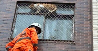 Bombeiros resgatam gato preso em janela de apartamento