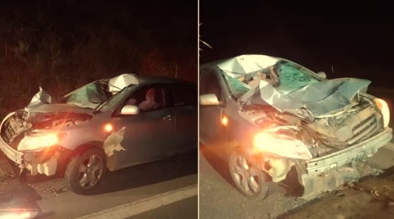 atropelamento cavalo