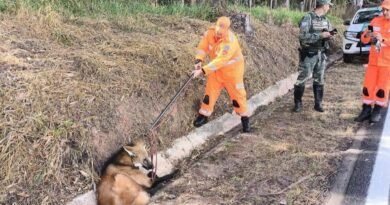 lobo guará atropelado