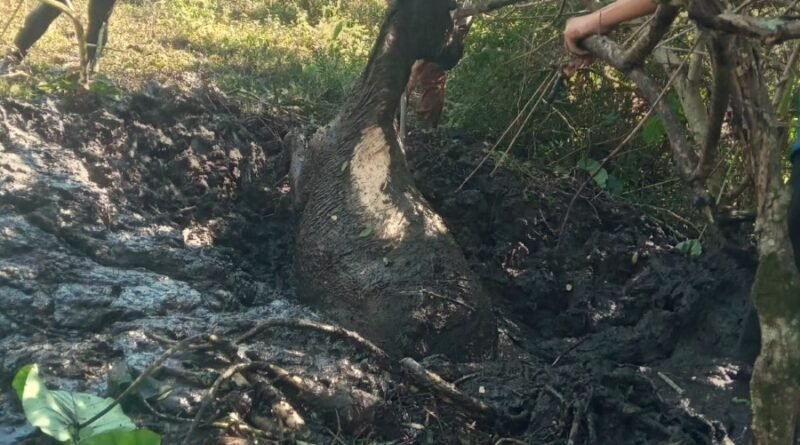 cavalo atolado no brejo