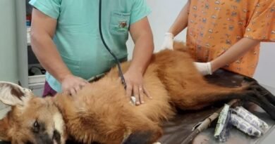 lobo-guará atropelado