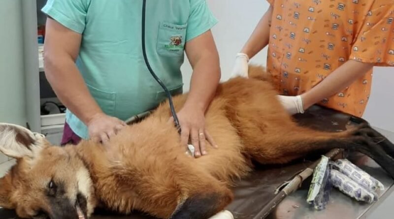 lobo-guará atropelado