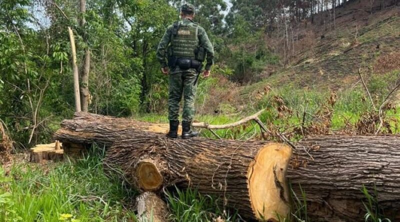 policia militar do meio ambiente desmatamento - foto PM