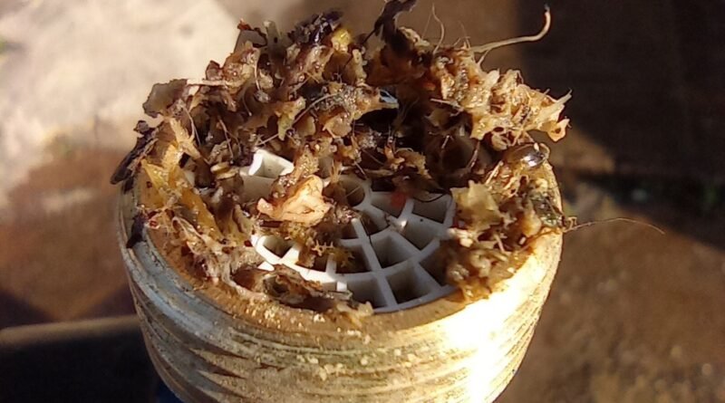 impureza na água campestre