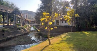 ipe amarelo e café concerto