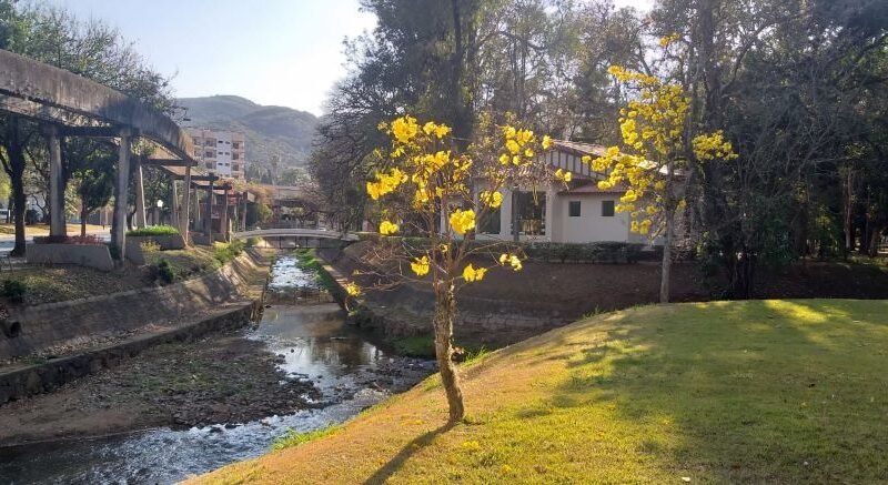 ipe amarelo e café concerto