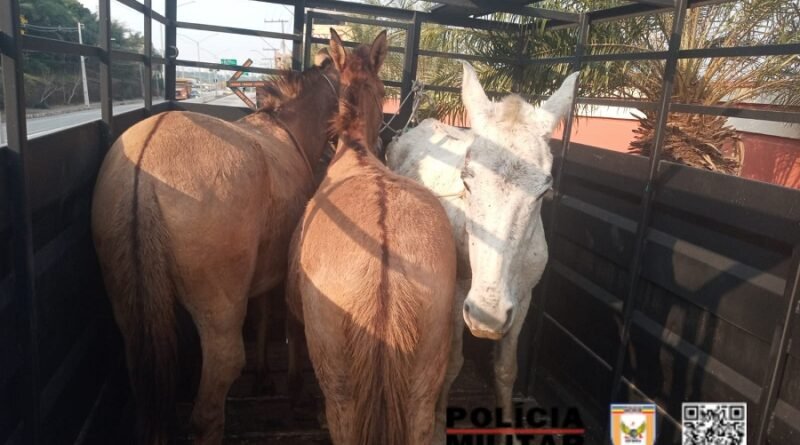 cavalos soltos na mg 290