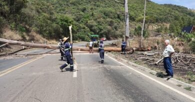 corte de árvores serra do selado, br 146