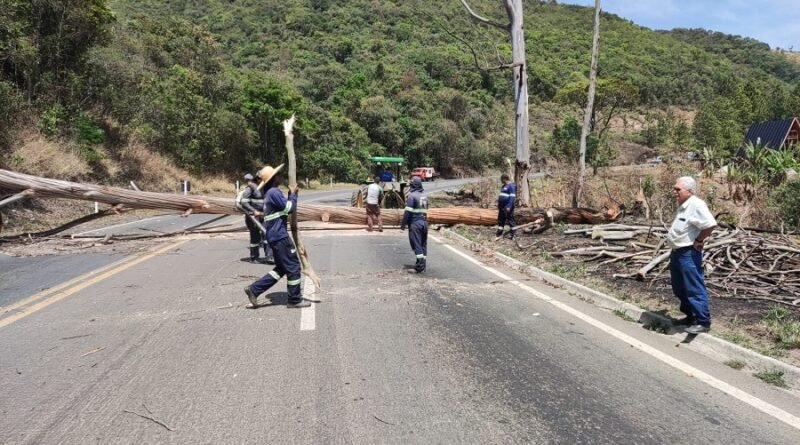 corte de árvores serra do selado, br 146
