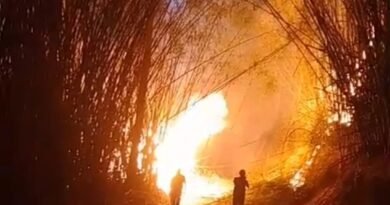 incêndio florestal em um bambuzal