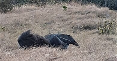 tamanduá-bandeira na Serra de São Domingos