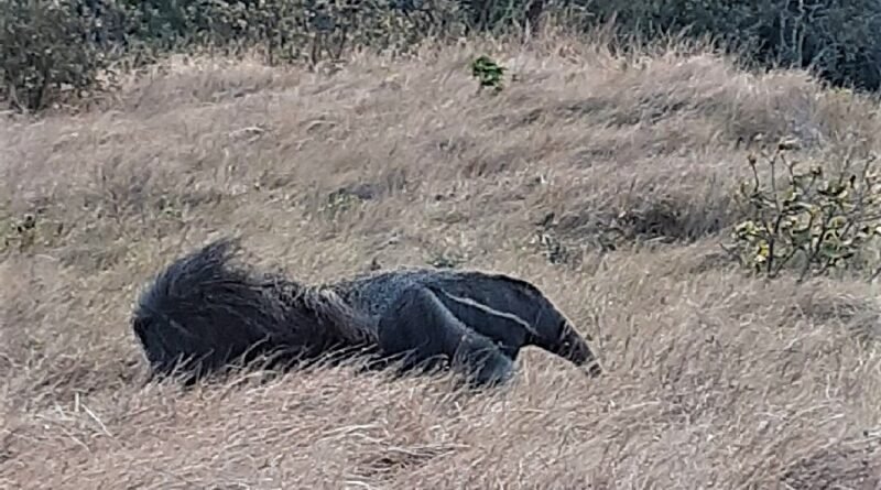 tamanduá-bandeira na Serra de São Domingos
