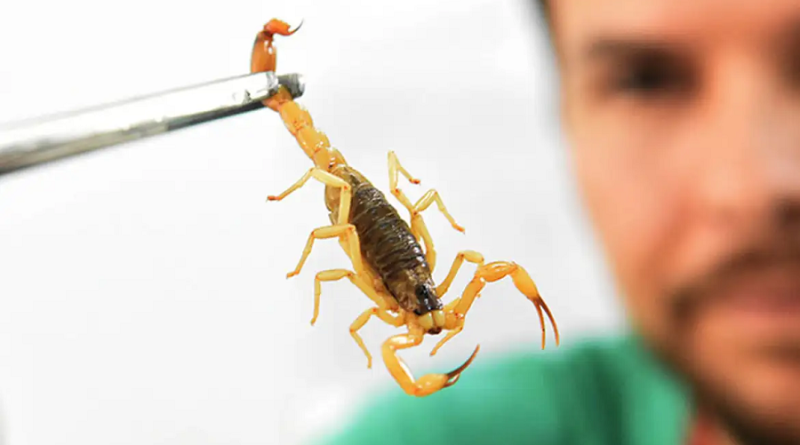 A cliente foi picada em março de 2019 quando provava uma roupa na loja - foto divulgação Ministério da Saúde