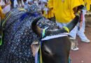 Dia do Folclore Brasileiro é celebrado com a presença do Boi das Oliveiras em Machado Dia do Folclore Brasileiro é celebrado com a presença do Boi das Oliveiras em Machado