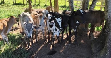 cabeças de gado apreendidas durante operação Aliança Rural da Polícia Civil, em Campestre