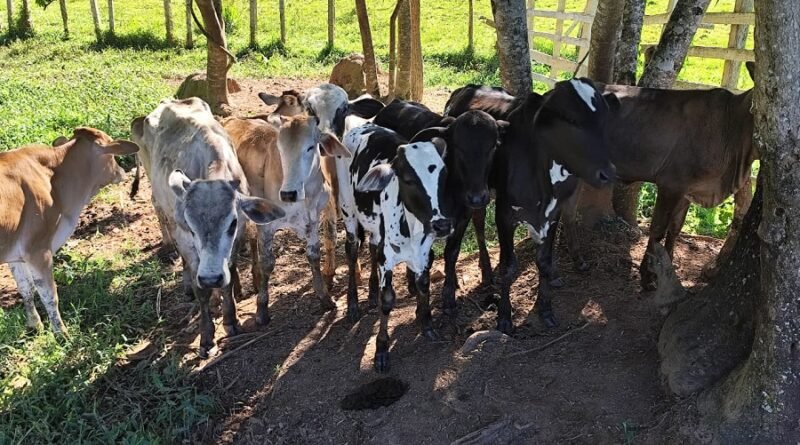 cabeças de gado apreendidas durante operação Aliança Rural da Polícia Civil, em Campestre