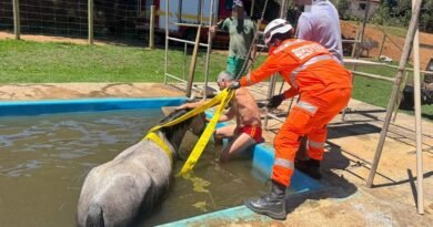 égua sendo resgatada pelo corpo de bombeiros de Varginha após cair na piscina