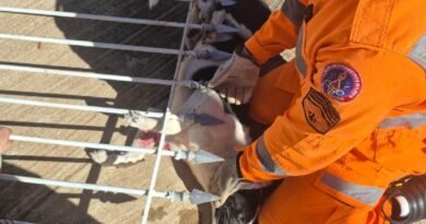 cão preso em uma lança de portão resgatado pelos bombeiros