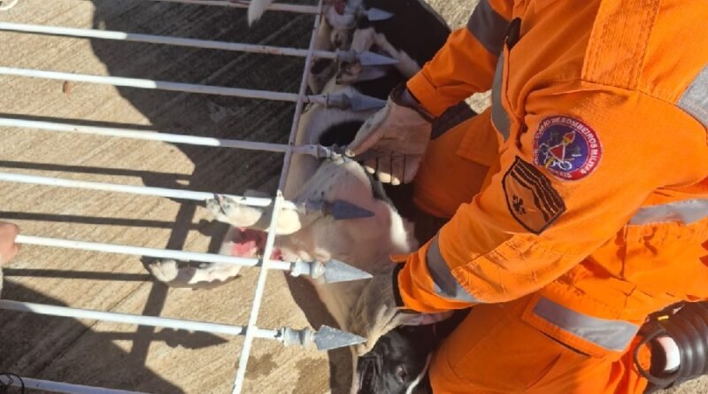 cão preso em uma lança de portão resgatado pelos bombeiros