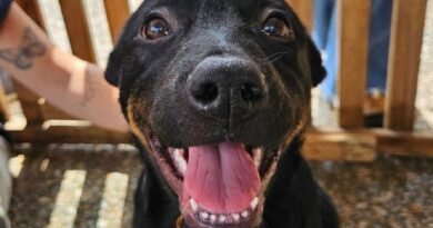 cão adotado no abrigo municipal de Poços de Caldas-MG