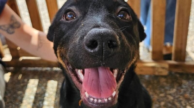 cão adotado no abrigo municipal de Poços de Caldas-MG