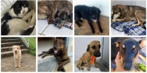 animais comunitários unifal