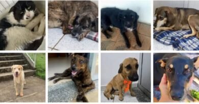 animais comunitários unifal