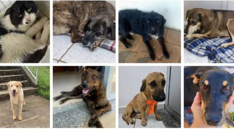 animais comunitários unifal