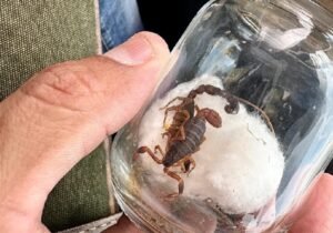 escorpião dentro de vidro