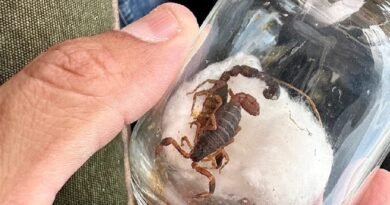 escorpião dentro de vidro