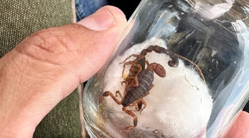 escorpião dentro de vidro