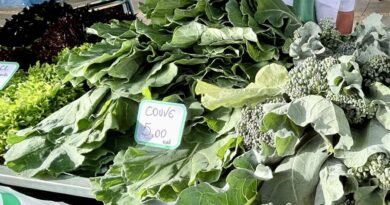 couve orgânica na feira orgânica de Poços de Caldas-MG