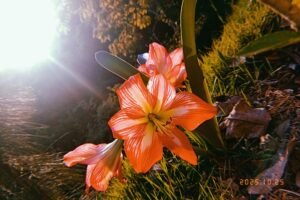 fotografia flor oficina de fotografia