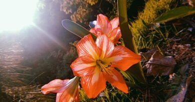 fotografia flor oficina de fotografia