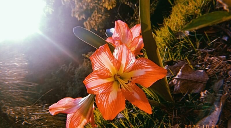 fotografia flor oficina de fotografia