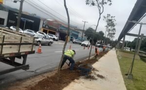 plantio de ipes amarelos na pista de caminhada da Avenida João Pinheiro