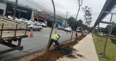 plantio de ipes amarelos na pista de caminhada da Avenida João Pinheiro