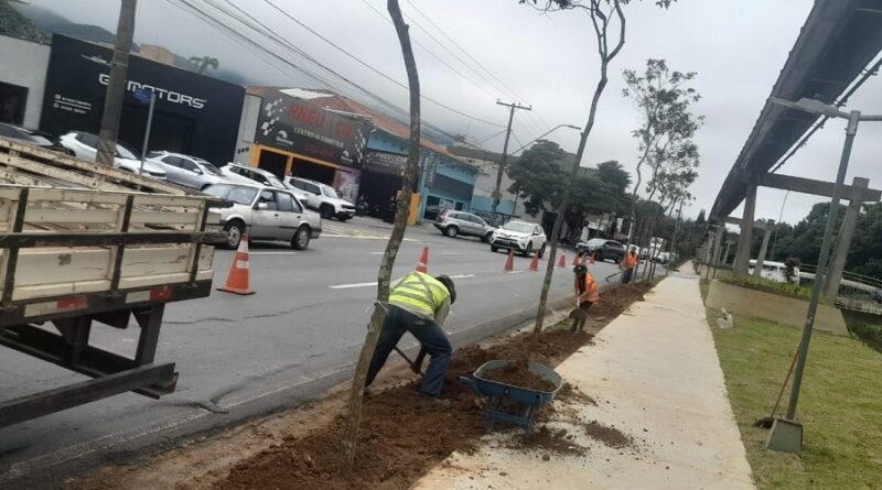 plantio de ipes amarelos na pista de caminhada da Avenida João Pinheiro
