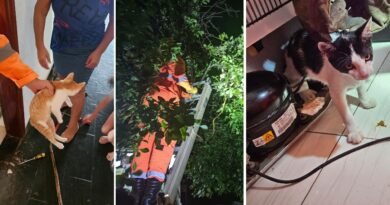 gatos resgatados pelos bombeiros depois de ficarem presos no motor de uma geladeira, banheiro e uma árvore em Andradas