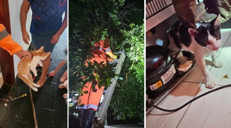 gatos resgatados pelos bombeiros depois de ficarem presos no motor de uma geladeira, banheiro e uma árvore em Andradas