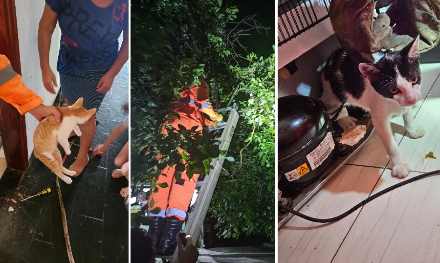 gatos resgatados pelos bombeiros depois de ficarem presos no motor de uma geladeira, banheiro e uma árvore em Andradas