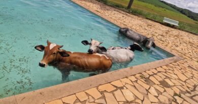 Vacas na piscina dr um clube